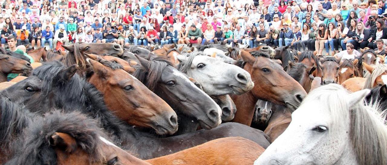 Caballos en el curro de Sabucedo.