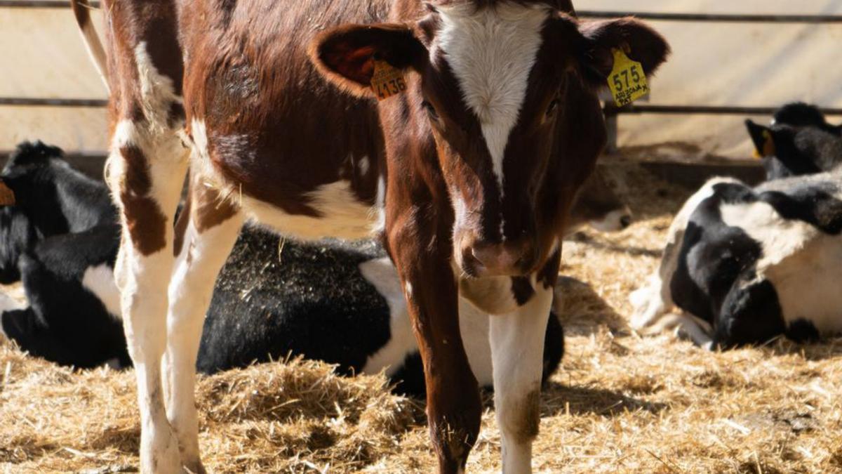 Explotción de vacuno en Monfarracinos. | J. L. F.