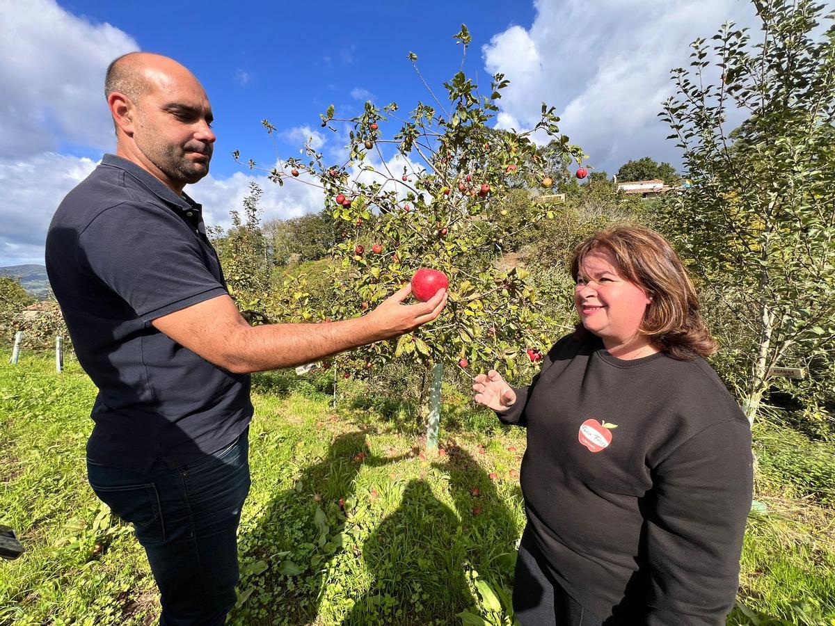 Daniel Ruiz con la cosechera Dolores Huerta, en la pumarada Faces (Villaviciosa).