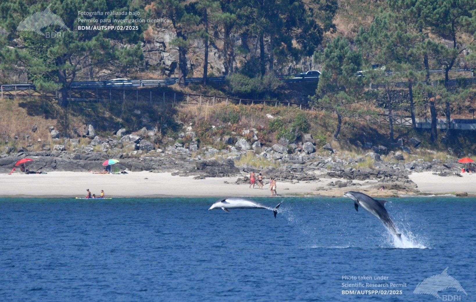 Biólogos, doctores y estudiantes del BDRI hacen un estrecho seguimiento de los mamíferos marinos en las rías de Vigo, Pontevedra y Arousa.