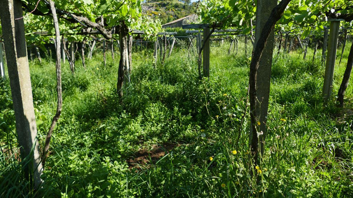 Un viñedo repleto de vegetación acompañante.