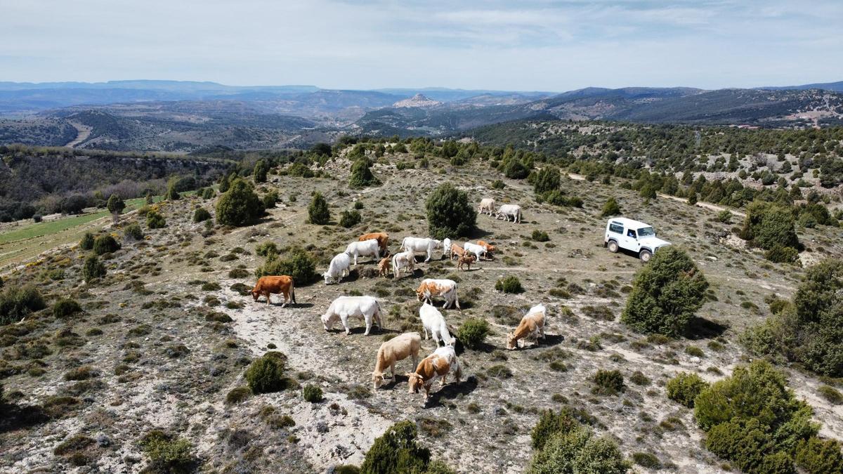 Drones para revolucionar la ganadería en Castellón