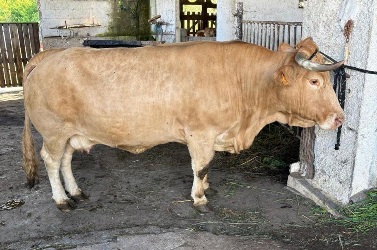 ‘Clara’, rubia galega auténtica que llegó a 17 años. | ECG