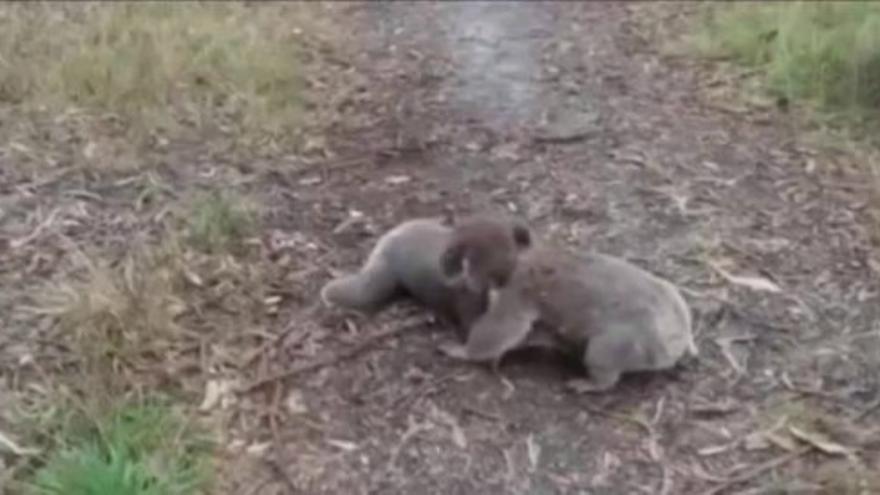 Koalas a la pelea