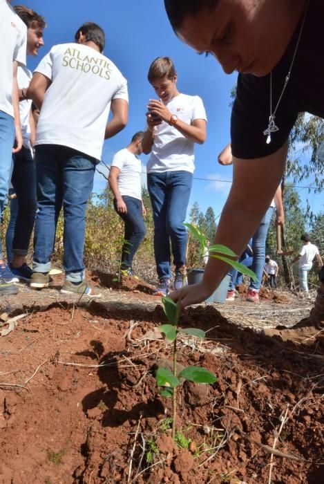 REPOBLACIÓN FORESTAL FONTANALES MOYA