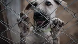 Esta es la sorprendente regla que una española ha descubierto en Suiza sobre las mascotas