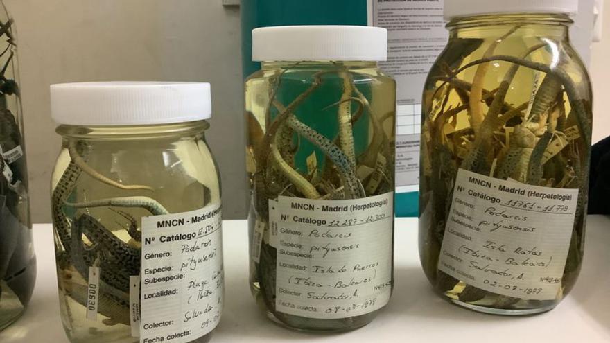 Maera Calvo y Alberto Sánchez en el
laboratorio de herpeteología del 
museo.Abajo, ficha de ‘Lacerta 
muralis’ atrapada por Eduard Boscà 
en 1882 en Eivissa.  j.m.l.r. | J.M.L.R.