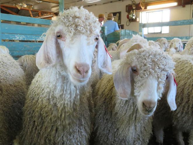 Dos cabras listas para ser esquiladas