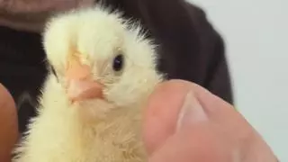 El "Gran Hermano" de los pitinos se estrena en Peón (Villaviciosa): el nacimiento "en directo" de los pollitos del colegio emociona a un pueblo