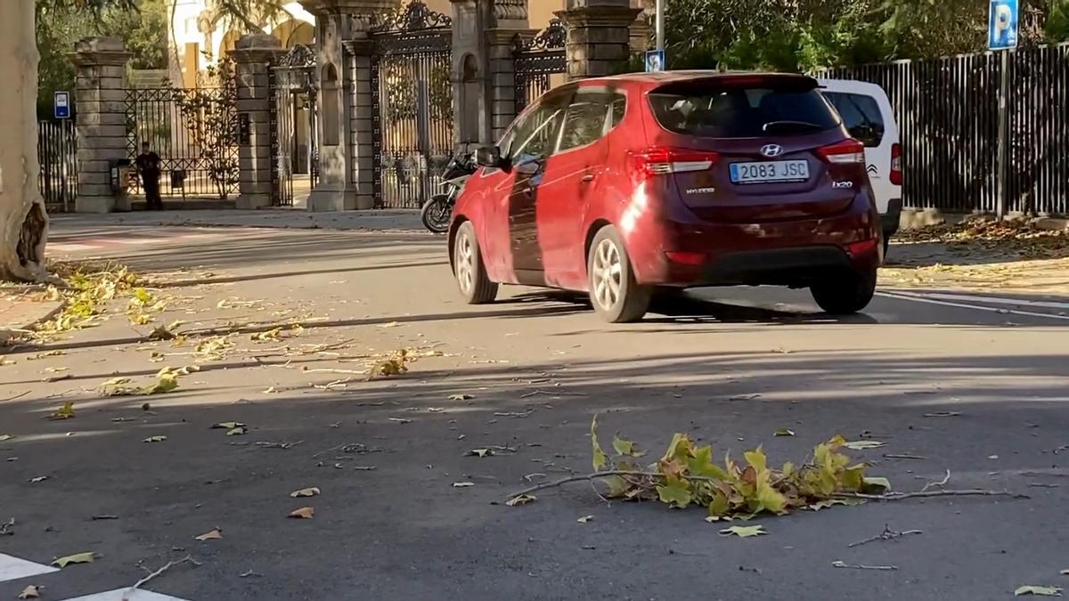 Branques a terra a causa del vent en un temporal a la Catalunya central