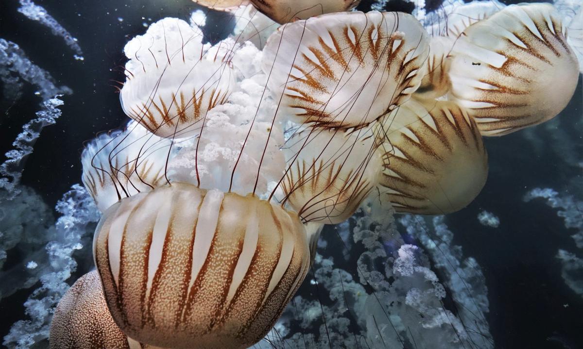 Exemplars adults a l’Oceanogràfic de ‘Chrysaora plocamia’, una medusa de grans dimensions que habita la costa del Pacífic sud.  | PER AULA