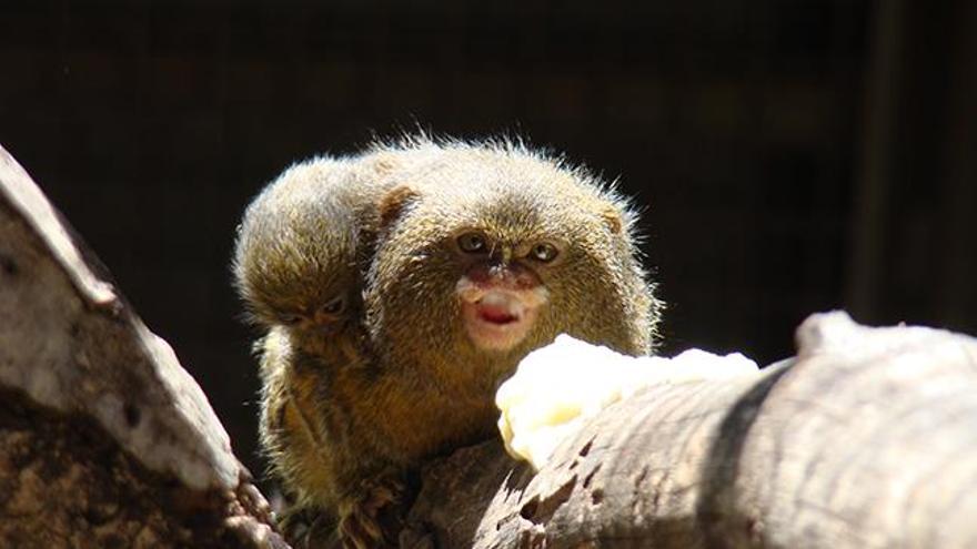 Un tití pigmeo, uno de los primates recién llegados al parque.