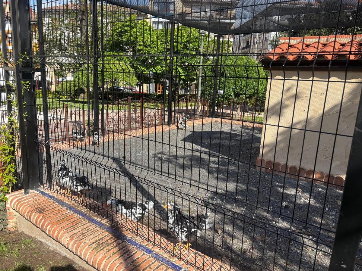 Las gallinas del aviario maliayés.
