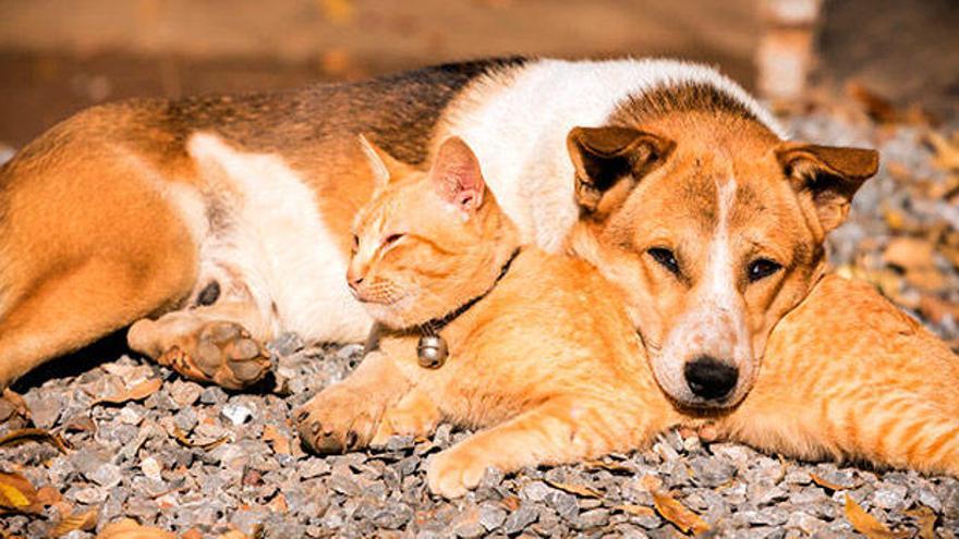 Las mascotas necesitan de cuidados especiales durante los meses más fríos