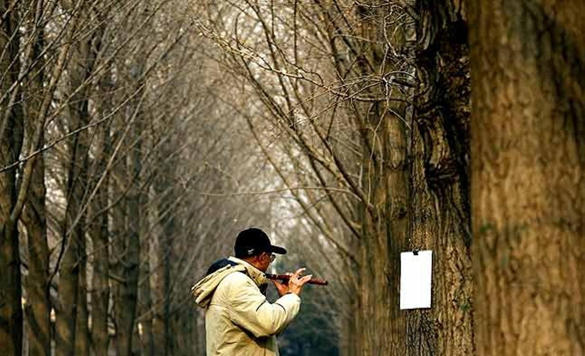 Un home toca la flauta mentre llegeix la partitura en un full penjat d’un arbre en un parc al centre de Beijing (Xina).