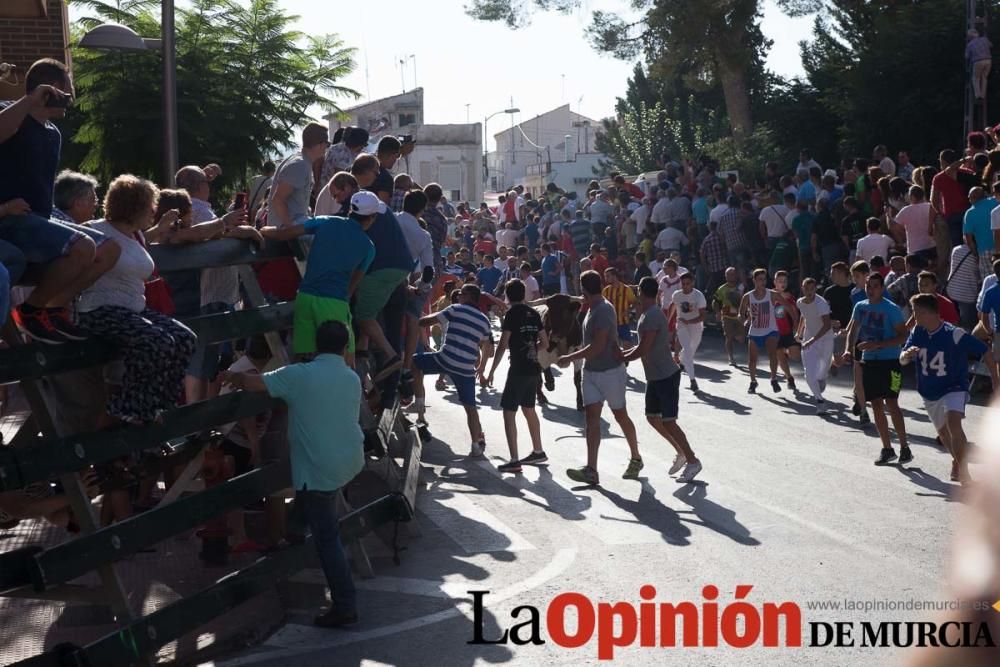 Primer encierro de Calasparra