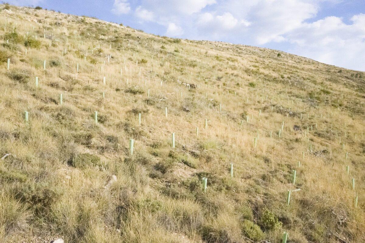 Empiezan a sembrar con drones 21 futuros bosques en toda España