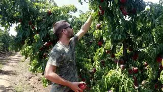 Hisenda rebaixa l’IRPF a agricultors i ramaders per la sequera i la guerra