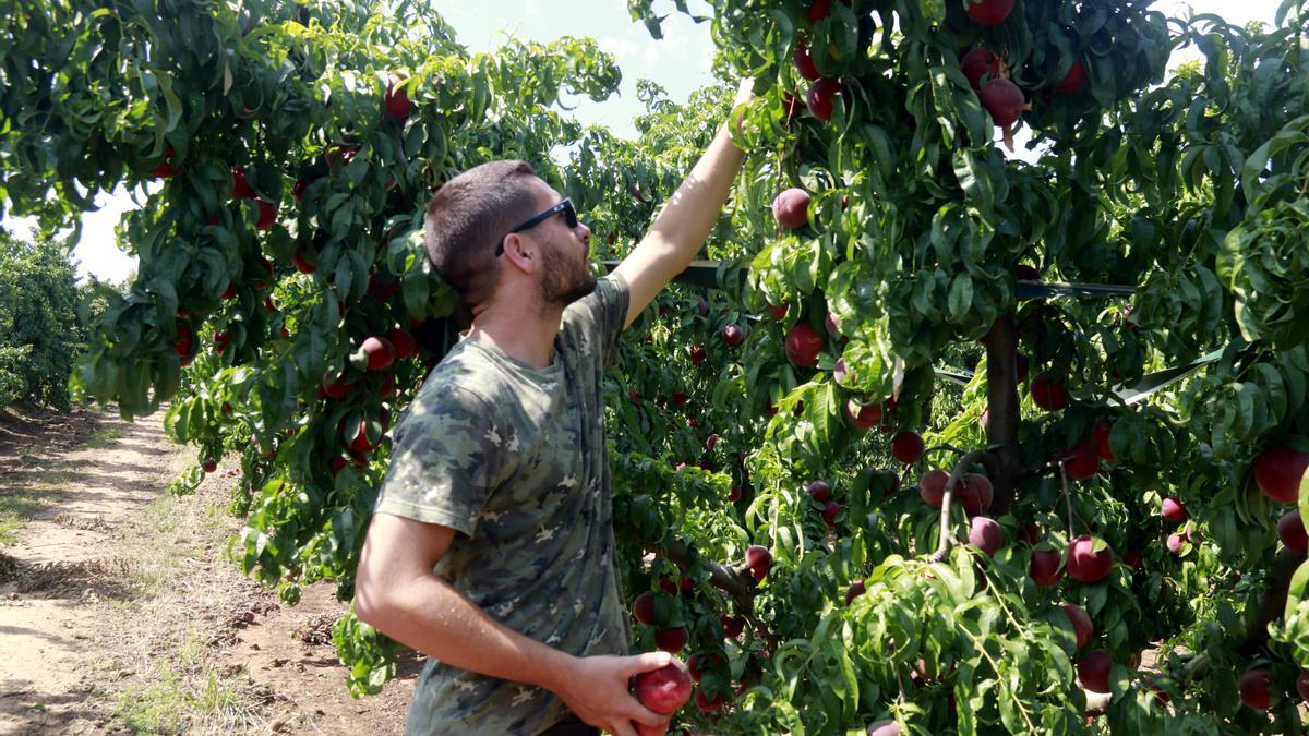 Un agricultor revisa els danys d'una pedregada a Alfés