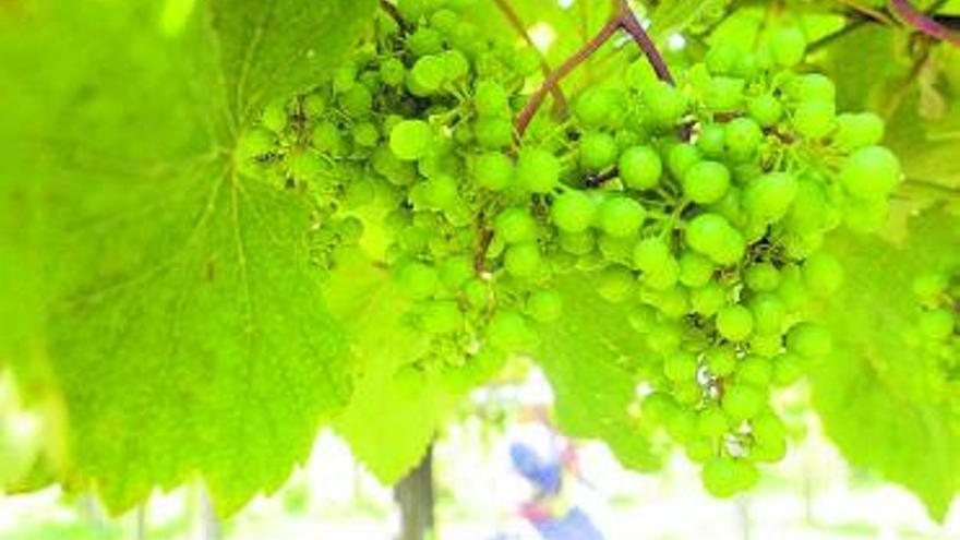 Reivindican una más estricta regulación del uso de sulfatos en los viñedos