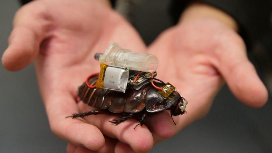 Riesige Cyborg-Kakerlaken könnten zu Sanitätern für Notfallrettungen werden