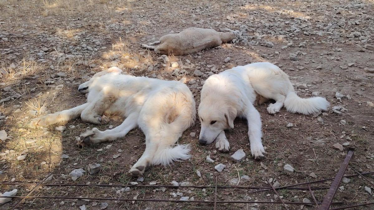 Dos mastins davant d'una de les ovelles mortes en el darrer atac del llop a la Molsona