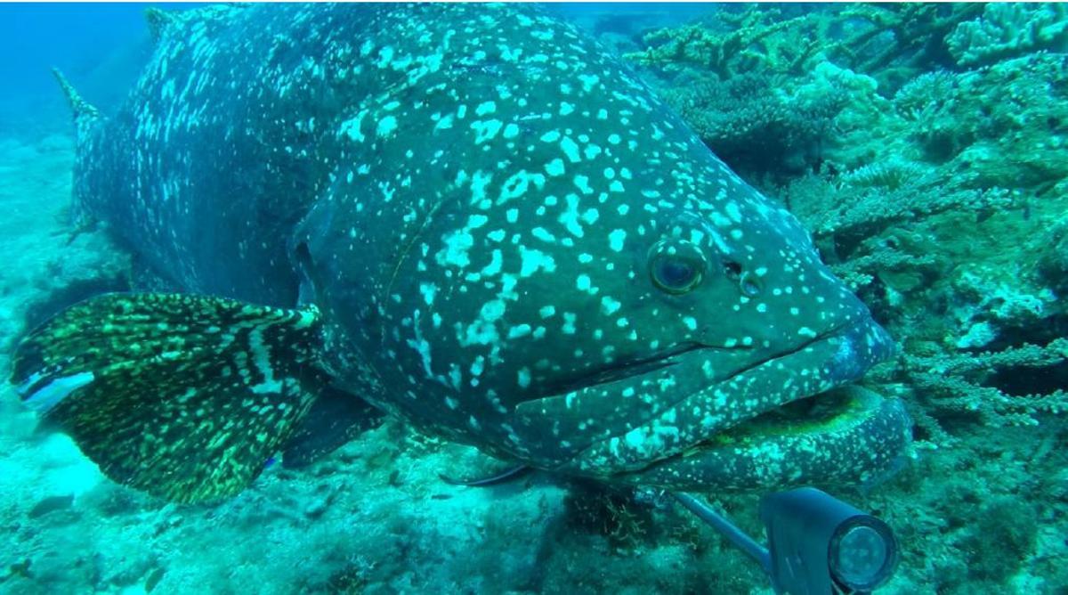 Mero australiano (Epinephelus lanceolatus)