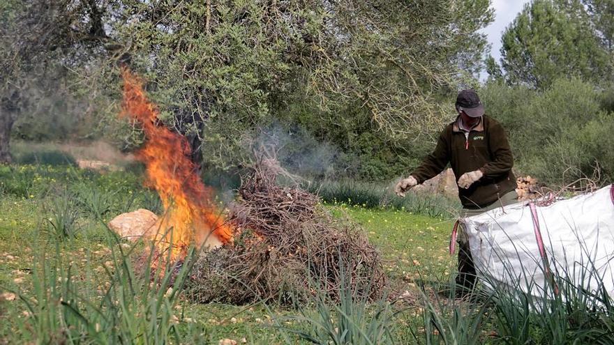 Trabajos de erradicación de un romero infectado por Xylella en la UIB.