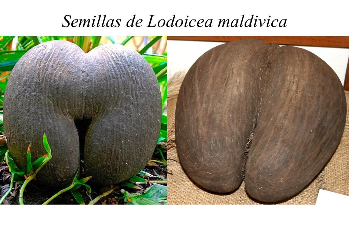 Semillas de Lodoicea maldivica