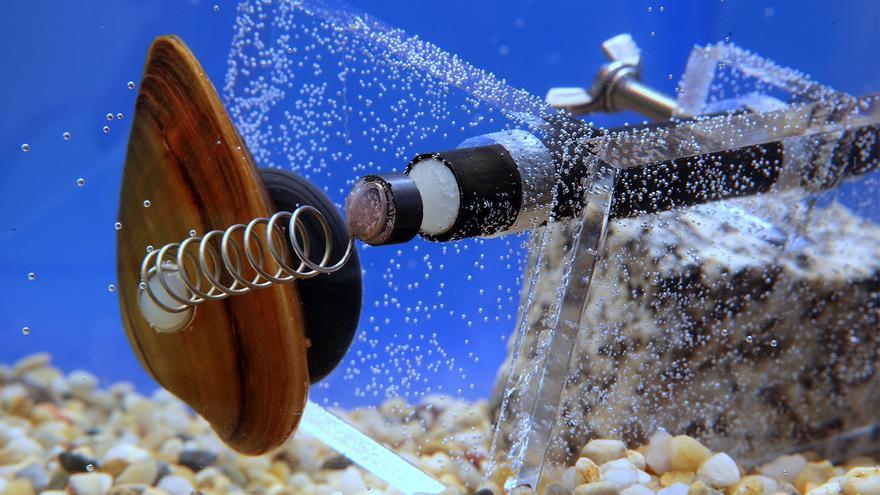 La capital europea que usa almejas para controlar la calidad del agua potable
