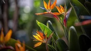 La planta más espectacular que puedes tener en tu jardín: el ave del paraíso