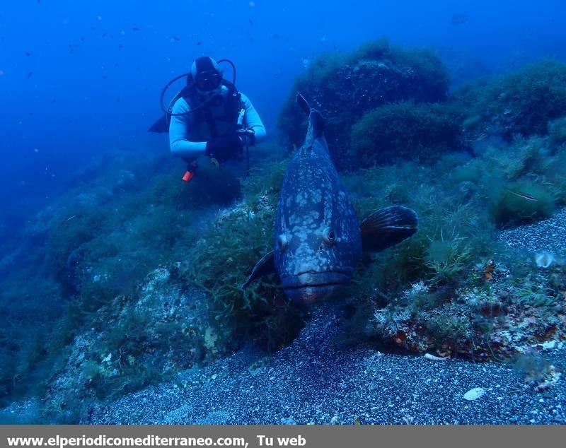 Submarinismo en Castellón