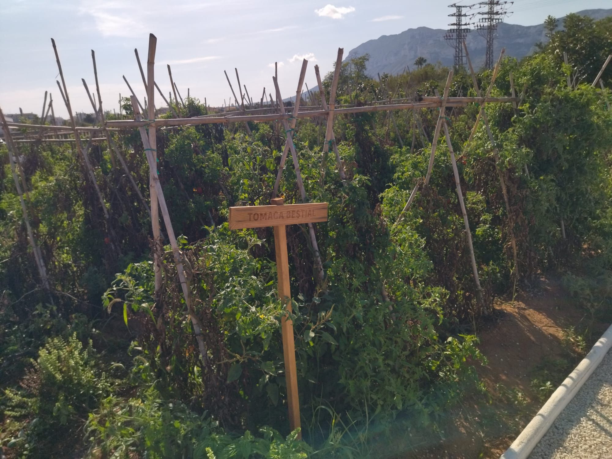 Huerta, gastronomía y exquisitas cocas: el D*na de Dénia siembra la semilla (imágenes)