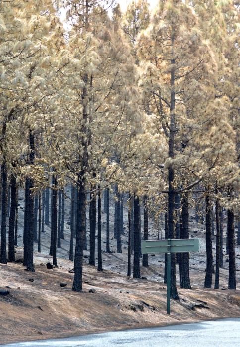 INCENDIO CUMBRE GRAN CANARIA