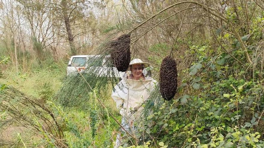 Oro de París para la “Miel Gómez” de Aciberos de Sanabria