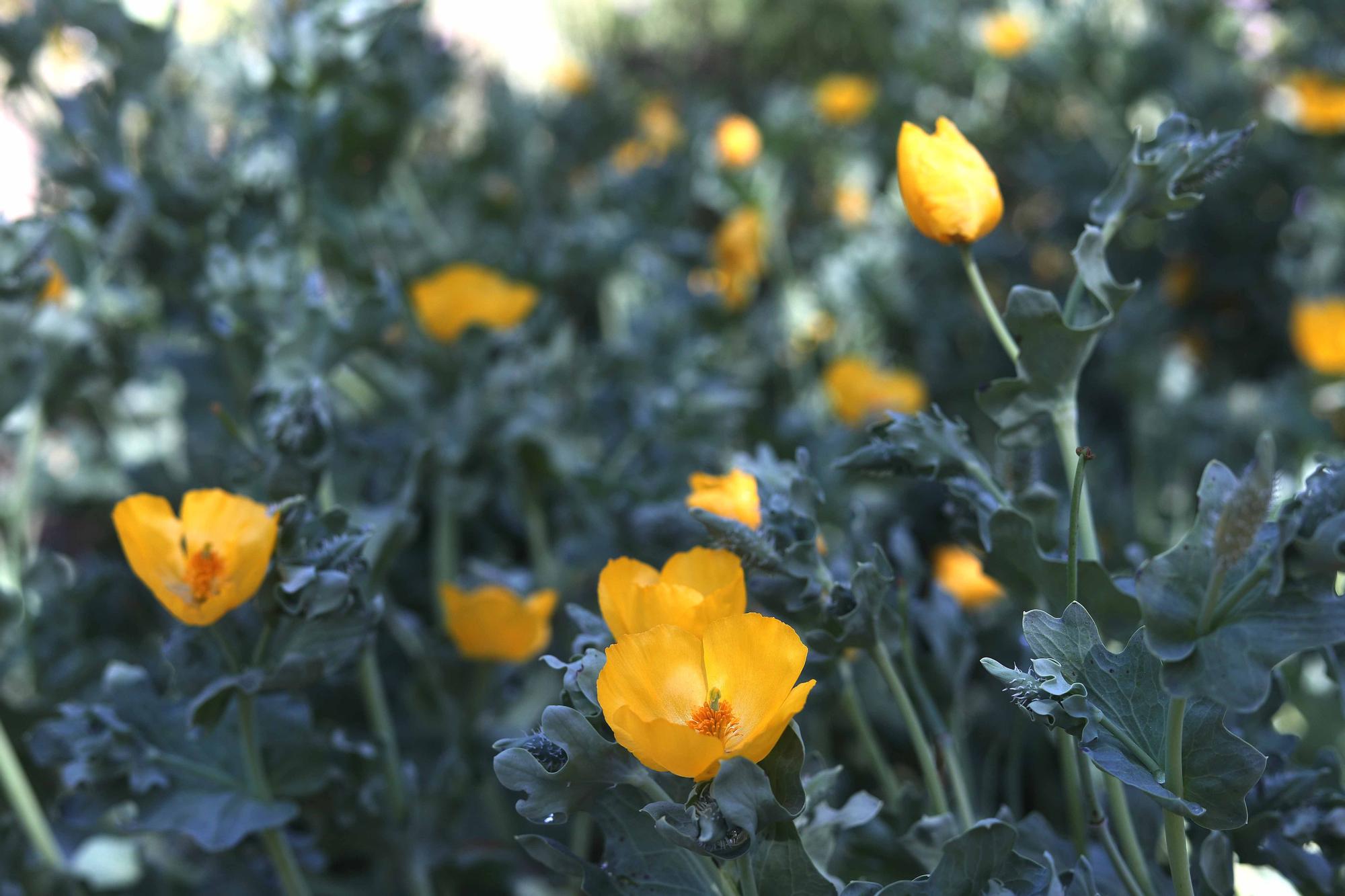 Las flores del Jardín Botánico en primavera