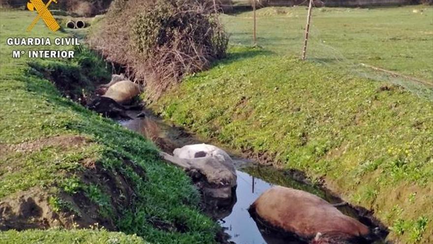 El Seprona halla 14 vacas muertas y 46 con síntomas de inanición