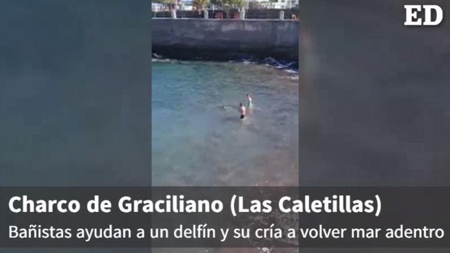 Dos bañistas rescatan a un delfín y su cría en Las Caletillas