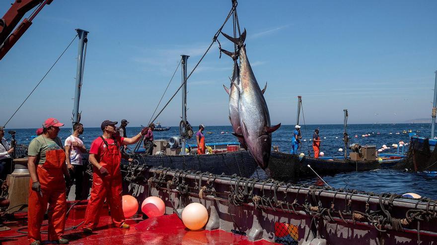 El atún rojo de las almadrabas gaditanas busca su sitio en Arousa