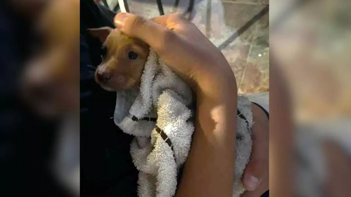 Angustioso rescate de más de seis horas de una cachorra atrapada en una tubería en Beade