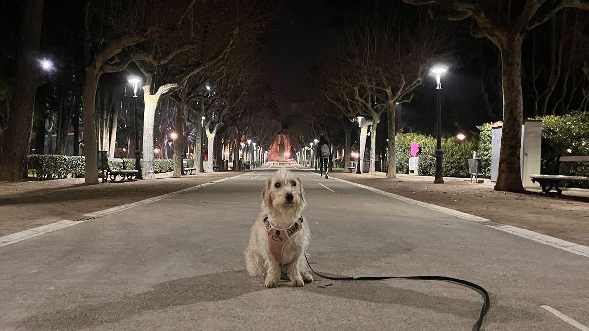 Un perro en un andador del parque Miguel Servet de Huesca