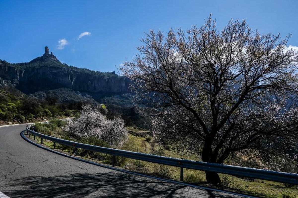 Almendros en flor