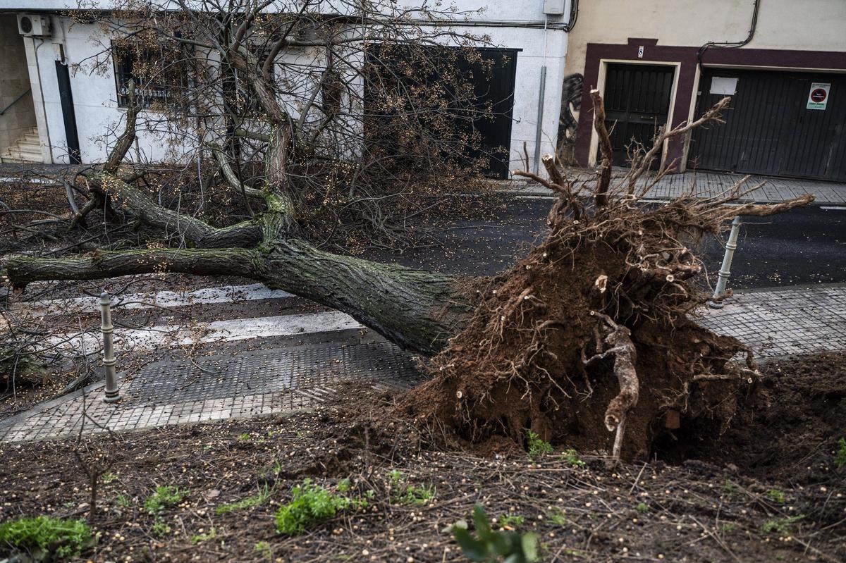 Fotogalería | El temporal en Cáceres, más imágenes
