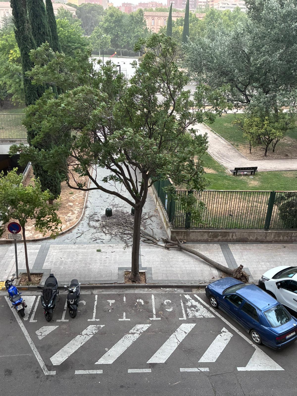 Árbol caído en el Parque Delicias de Zaragoza.