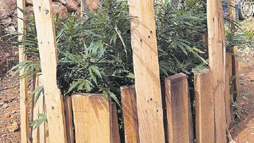 La policía va a una casa de la Vall a dar una notificación y descubre marihuana en el jardín