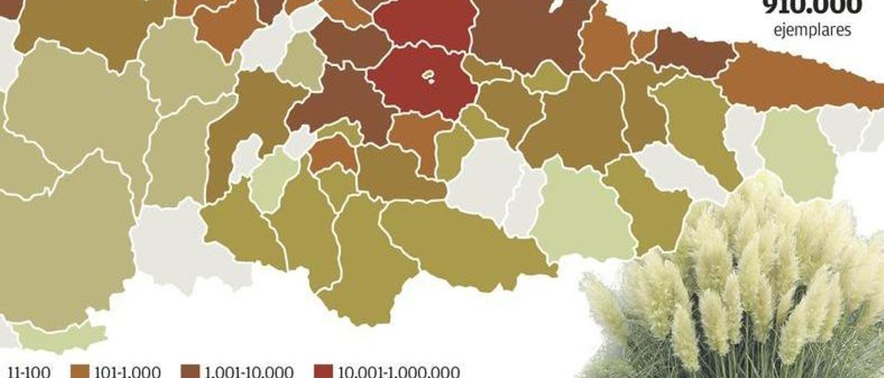 Asturias tardará quince años en erradicar el plumero de la Pampa al actual ritmo inversor