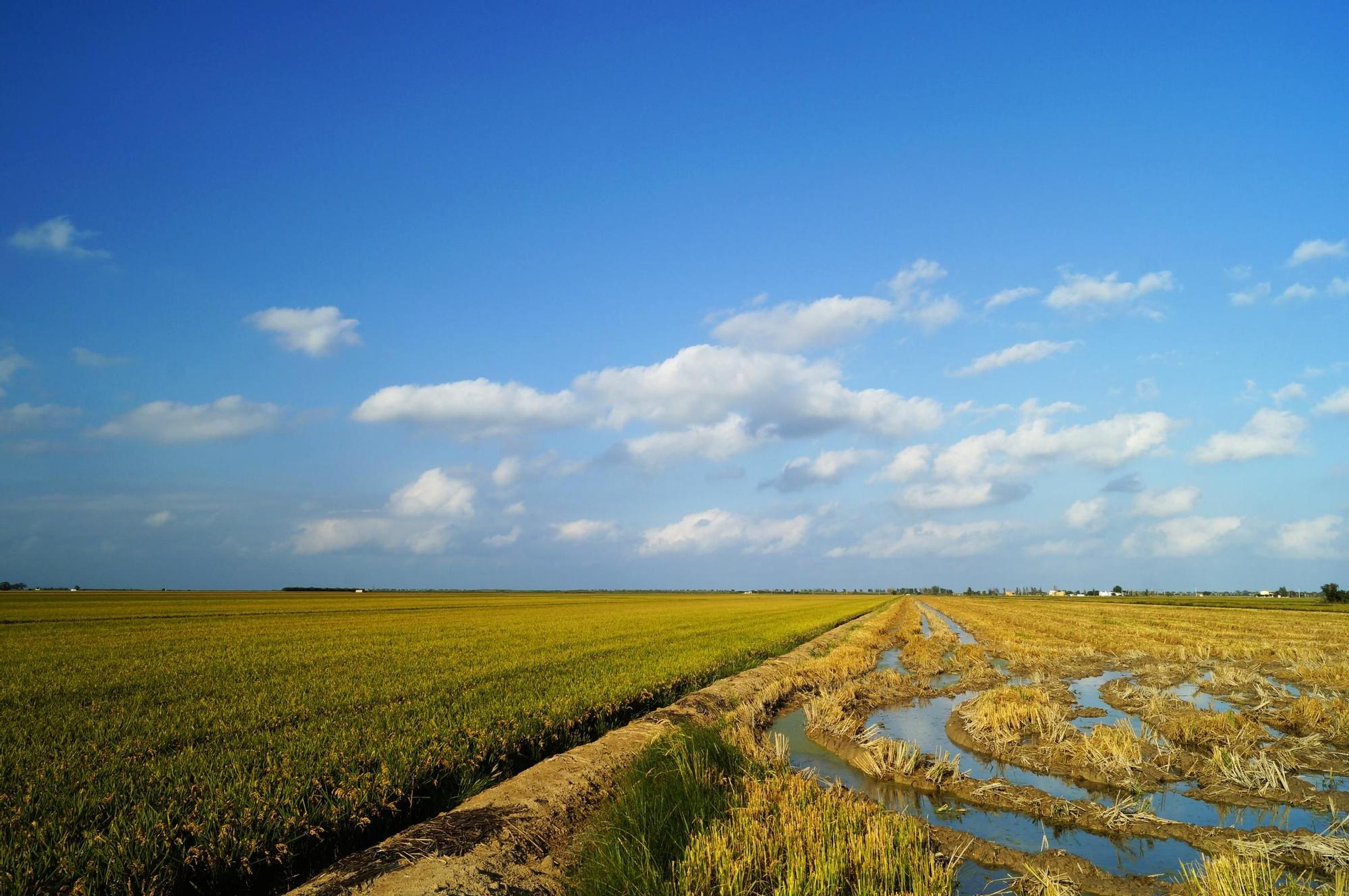 Arrozales en el Delta del Ebro