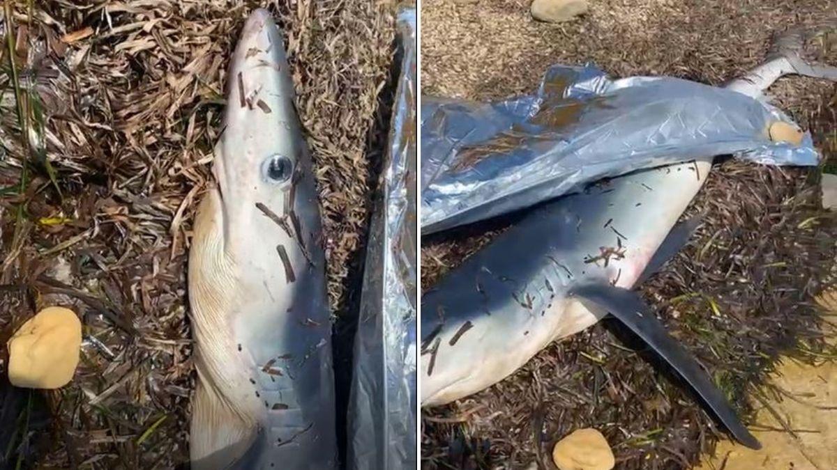 Varios fotogramas del vídeo grabado por los bañistas que han hallado el tiburón en una playa de Alicante