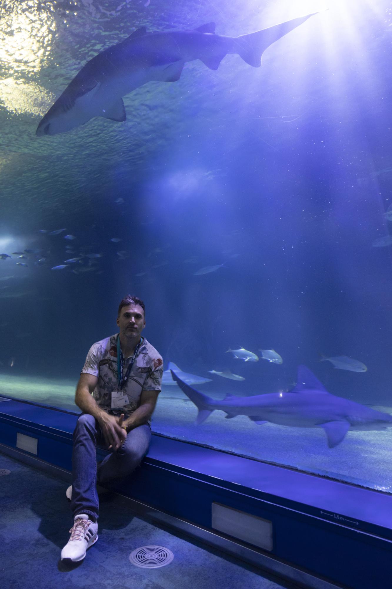 El Oceanogràfic acoge el congreso internacional por la conservación de los tiburones