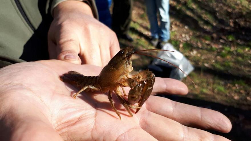 Sueltan 400 ejemplares de cangrejo autóctono en dos parques naturales